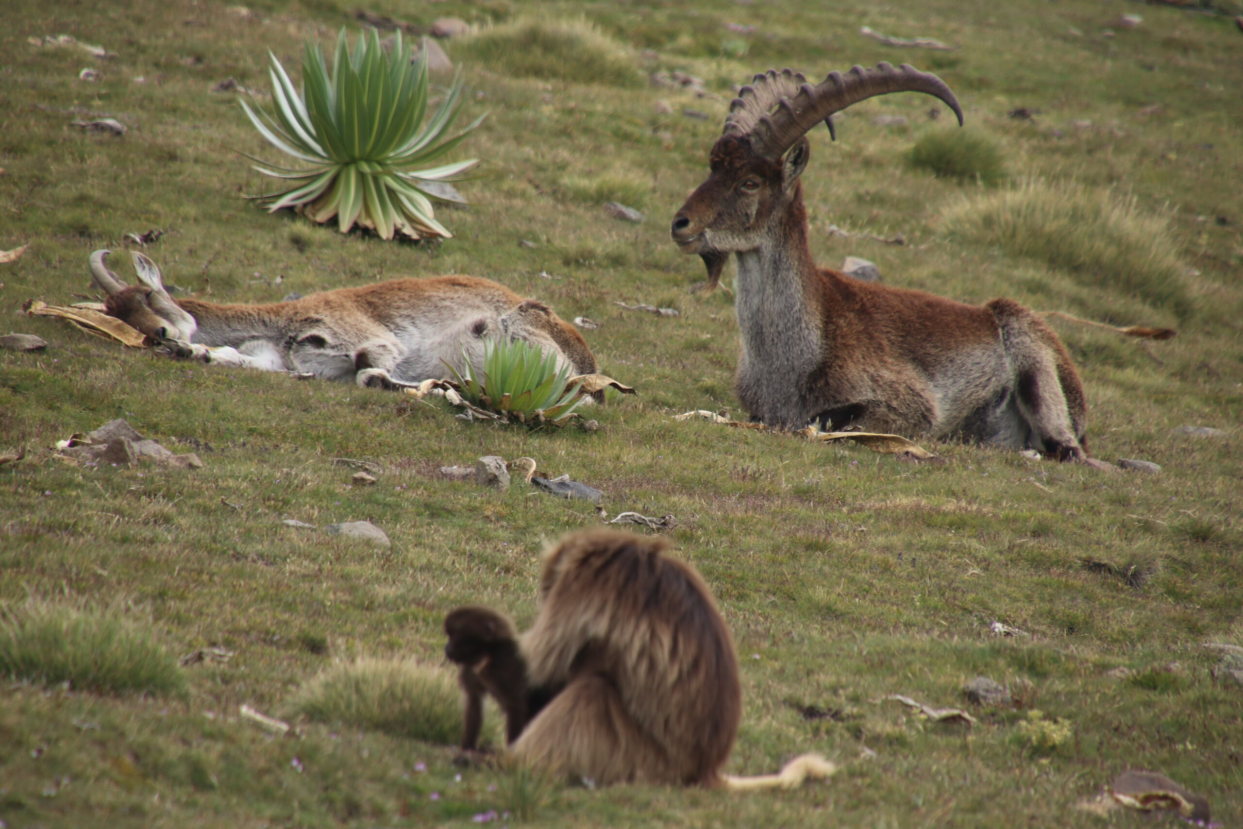 junge Steinböcke und Affen im Simien-Nationalpark