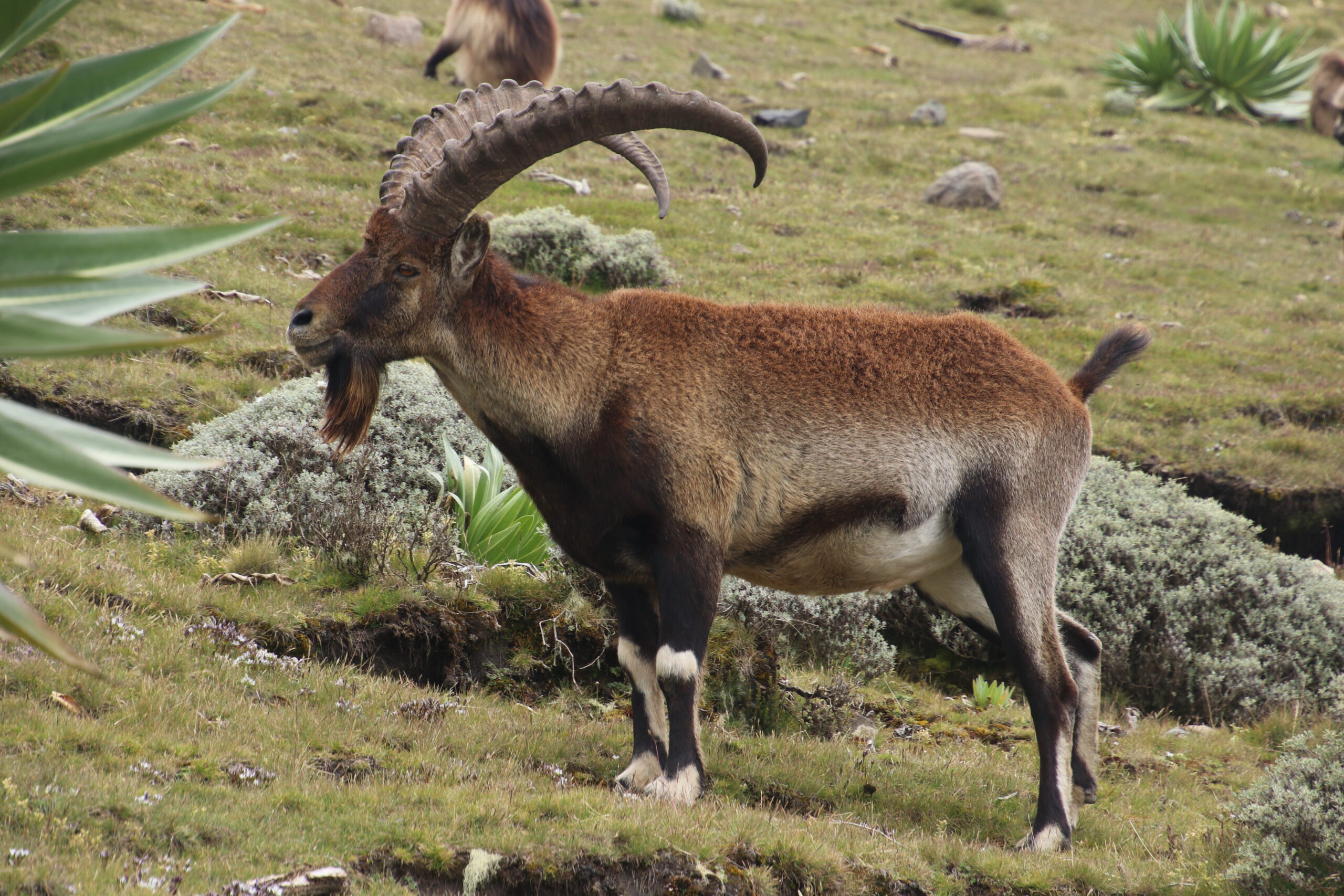 Steinbock, Simien-Nationalpark